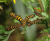 Cinnabar moth (Tyria jacobaeae) larvae