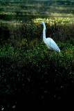 Great White Egret