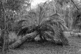 Storm Damaged Tree