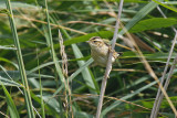Sedge Warbler (Acrocephalus schoenobaenus)