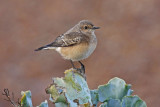 Pied Wheatear (Oenanthe pleschanka)