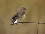 Pied Wheatear (Oenanthe pleschanka)