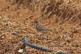 Caspian Plover (Charadrius asiaticus)