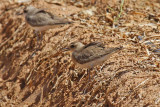 Caspian Plover (Charadrius asiaticus)