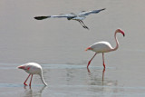 Greater Flamingo (Phoenicopterus roseus)