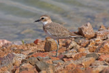 Greater Sand Plover (Charadrius leschenaultii columbinus)