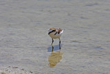 Kentish Plover (Charadrius alexandrinus alexandrinus)