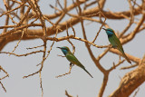 Little Green Bee-eater (Merops orientalis cyanophrys)