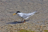 Little Tern (Sterna albifrons)