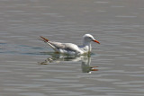 Slender-billed Gull (Larus genei)