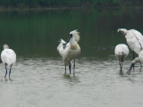 Black-faced Spoonbill (Platalea minor)