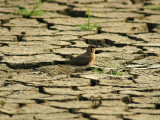 Oriental Pratincole (Glareola maldivarum)