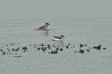 Kentish Plover (Charadrius alexandrinus)