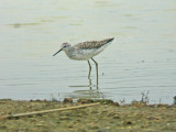 Marsh Sandpiper (Tringa stagnatilis)