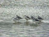 Nordmanns Greenshank (Tringa guttifer)