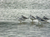 Nordmanns Greenshank (Tringa guttifer)