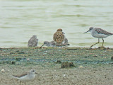 Ruff (Philomachus pugnax)