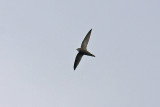 Pallid Swift (Apus pallidus)