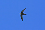 Pallid Swift (Apus pallidus)
