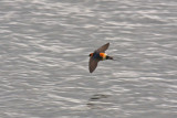 Red-rumped Swallow (Cecropis daurica rufula)