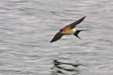 Red-rumped Swallow (Cecropis daurica rufula)