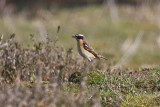 Whinchat (Saxicola rubetra)