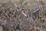 Whinchat (Saxicola rubetra)