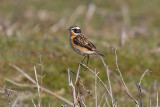 Whinchat (Saxicola rubetra)
