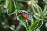 Black and Red Squash Bug (Corizus hyoscyami)