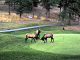 POOR SPORTS ON THE 13TH HOLE