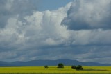 Champ de canola le dOrlan (prt de Qubec)