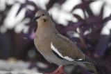 White-Winged Dove