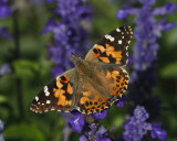 Painted Lady