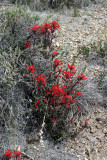 Desert Paint Brush