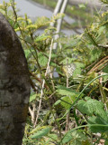 RIMG0183.jpg