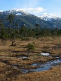 Spring Muskeg