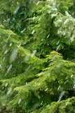 Spring Snow