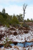 Spring Muskeg