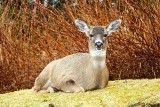 Deer