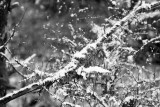 Mid-April Snow