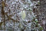 Mid-April Snow