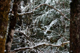 Mid-April Snow