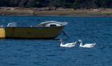 Snow Geese