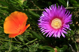 Wildflowers