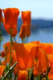 California Poppies