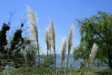 Pampas grass