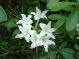 <i>arborescens</i>