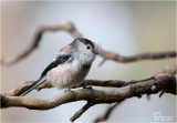 Longtail Tit/ Staartmees