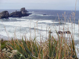 Ecola 1