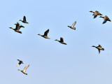 Pintails in flight